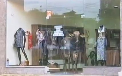 У Бразилії бик сховався від переслідувачів у магазині одягу (відео)