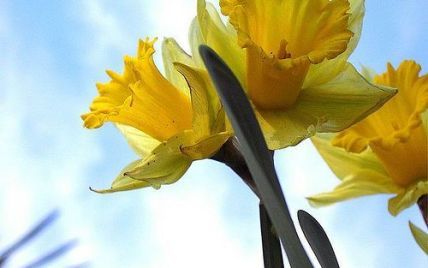 Україна відзначає Міжнародний жіночий день