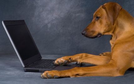 Відкрито перший сайт знайомств для собак