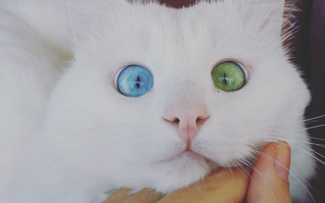 Очі кота зачаровують / © instagram.com/kedialos