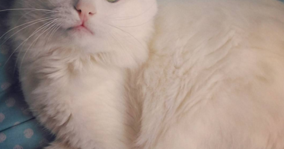 Очі кота зачаровують / © instagram.com/kedialos