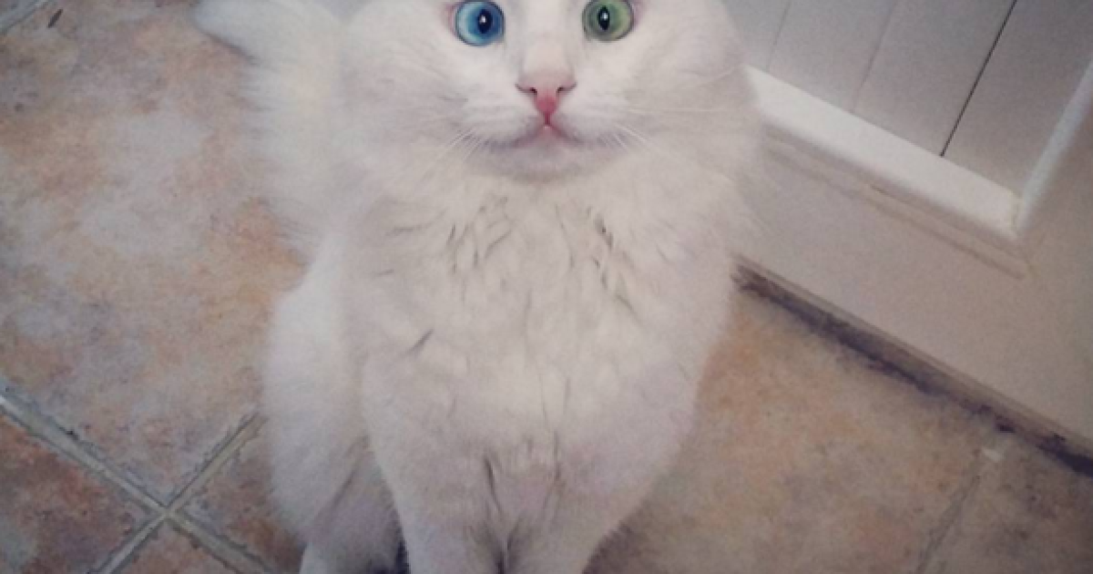 Очі кота зачаровують / © instagram.com/kedialos
