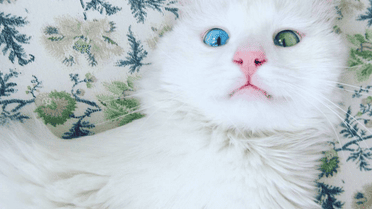 Очі кота зачаровують / © instagram.com/kedialos