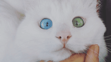 Очі кота зачаровують / © instagram.com/kedialos