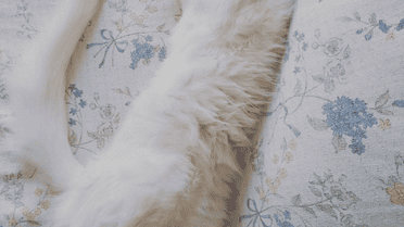 Очі кота зачаровують / © instagram.com/kedialos
