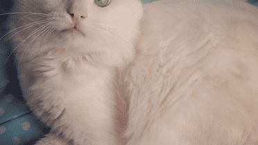 Очі кота зачаровують / © instagram.com/kedialos