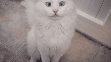 Очі кота зачаровують / © instagram.com/kedialos