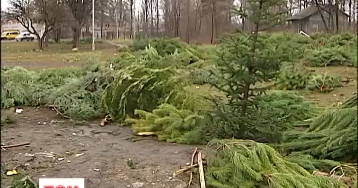 У Києві ялинкам влаштували геноцид