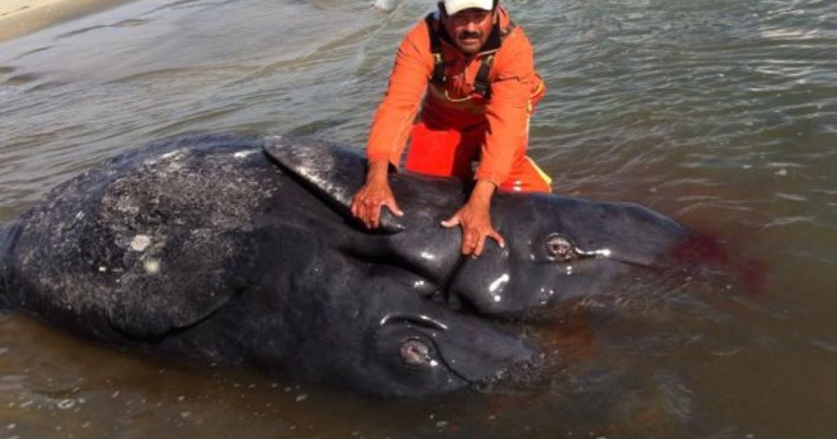 Тварин знайшли уже мертвими