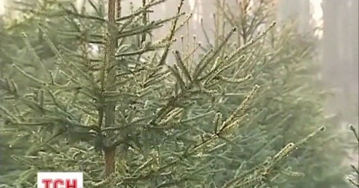 У Києві продають ялинки із Прикарпаття та Житомира
