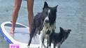 Бразильські песики опановували серфінг