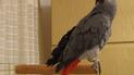 Папуга вигукує "Героям слава!"
