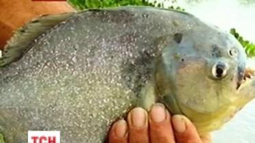 Семьдесят аргентинцев пострадали от укусов пираний