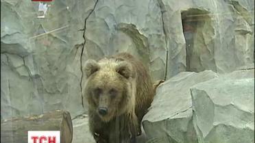 В Киевском зоопарке родилось двое медвежат