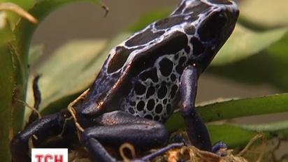 Уникальную выставку лягушек представили сегодня в столичном зоопарке