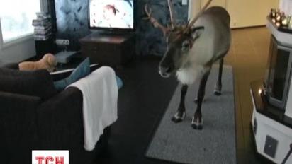 В Лапландии обитает северный олень, который считает себя собакой