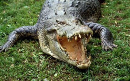 В Уганді рибалка вполював крокодила-людожера, який поласував його вагітною дружиною