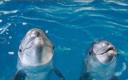 Ученые придумали способ вести диалог с дельфинами
