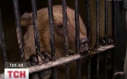 В Киевском зоопарке у бурых медведей Потапа и Насти родилось потомство