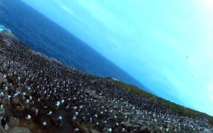Птица, украв видеокамеру, провела уникальную аэрофотосъемку колонии пингвинов