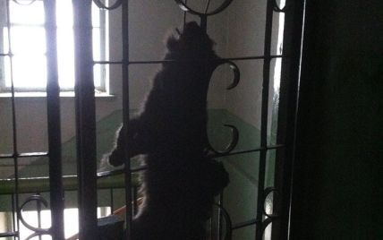 В Севастополе неизвестные в новогоднюю ночь повесили мертвого кота на дверях евроактивиста