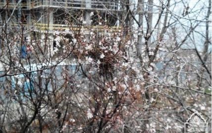 Из-за аномального тепла в Одессе цветут японские сливы и жасмин