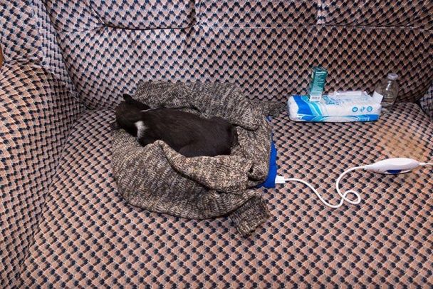 2-місячне ведмежатко в адміністрації Харківського зоопарку / © facebook/Александр Грановский