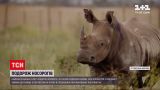 Новини світу: 30 носорогів подолали майже 3,5 тисячі кілометрів до свого нового дому