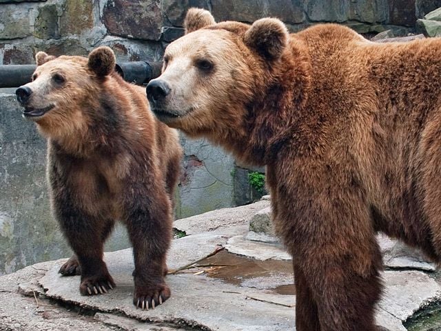 Ведмеді приватного звіринця загризли на смерть двох доглядачок