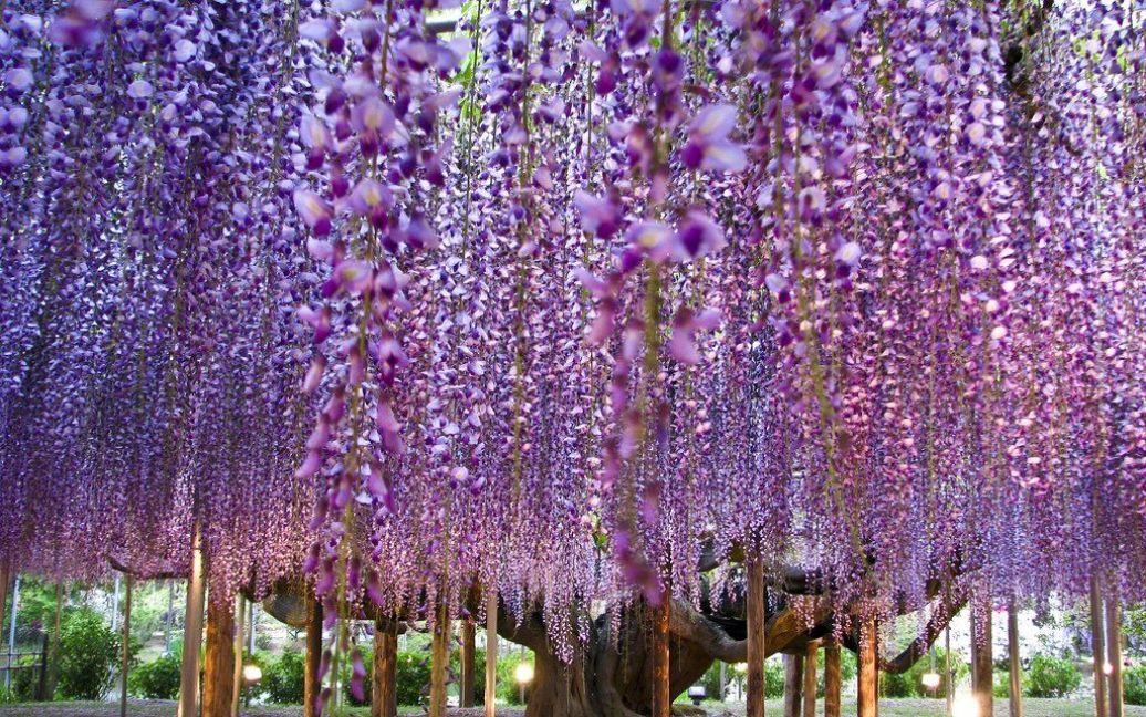 Парк квітів Асікага в Японії / © bigpicture.ru
