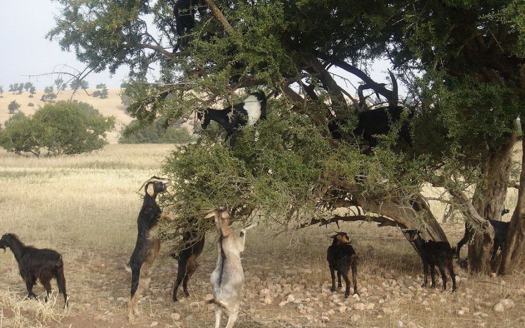 Кози в Марокко пасуться на деревах / © Фототелеграф