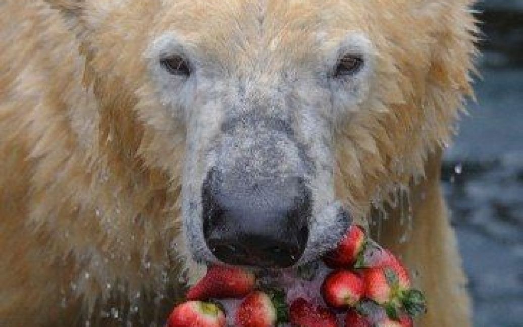 Німеччина, Ганновер. Білий ведмідь Арктос отримав у подарунок полуничний торт з льоду, зоопарк Ганновера, Західна Німеччина. / © AFP