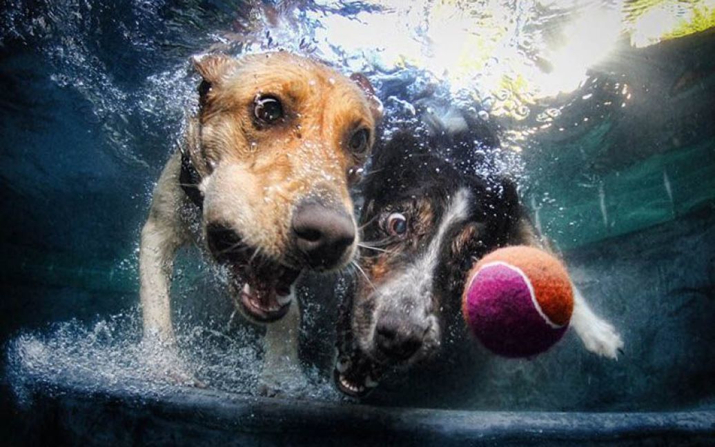 Собаки, що пірнають / © LittleFriendsPhoto.com