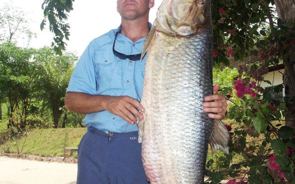 Рибалці вдалося зловити одну з найбільших особин - вагою до 154 фунтів (близько 70 кілограмів) і довжиною до 5 футів (1,5 метра). / © bigpicture.ru