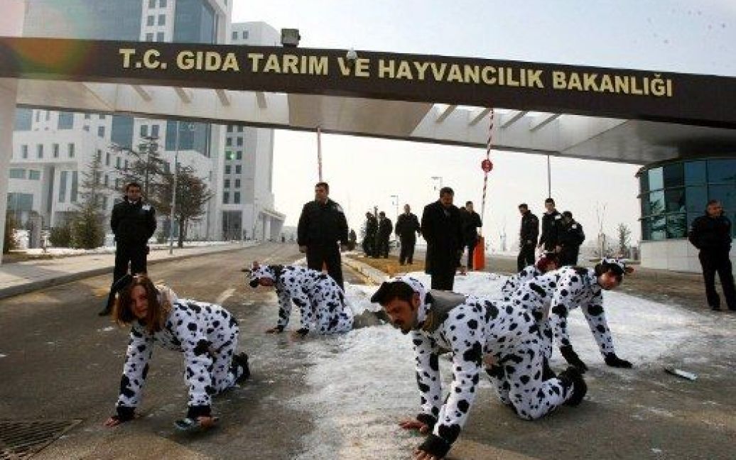 Туреччина, Анкара. Активісти руху "Грінпіс" у костюмах корів повзають по землі під час акції протесту проти генетично модифікованих продуктів харчування, яку влаштували перед міністерством сільського господарства у Анкарі. / © AFP