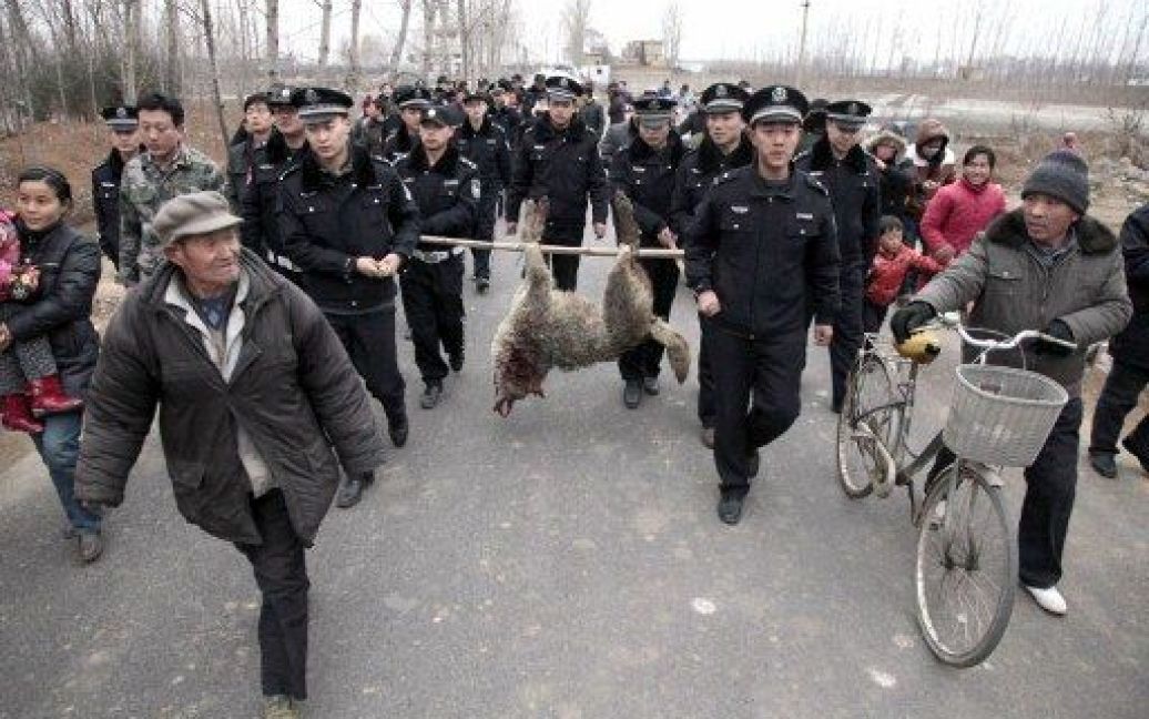 Китай, Цзаочжуан. Китайські поліцейські несуть сірого вовка, який був убитий у Цзаочжуані на північному сході Китаю, провінція Шаньдун. Вовк, за повідомленнями місцевого населення, тероризував жителів, загриз жінку і нападав на дітей. / © AFP