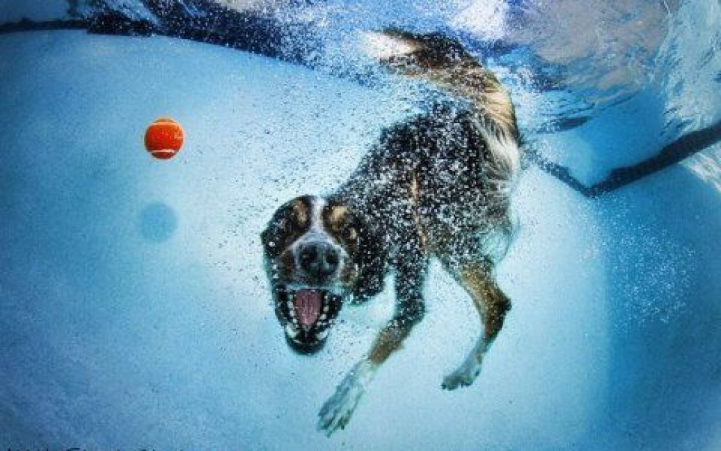 Собаки, що пірнають / © LittleFriendsPhoto.com
