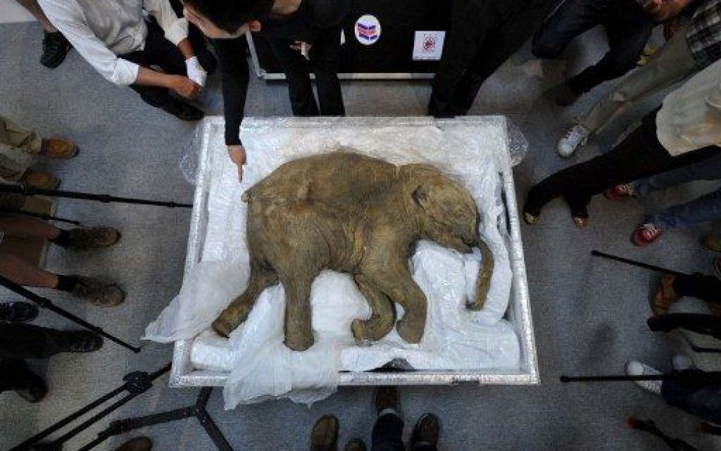 До Китаю привезли російського мамонта Любу віком 42 тисячі років / © AFP