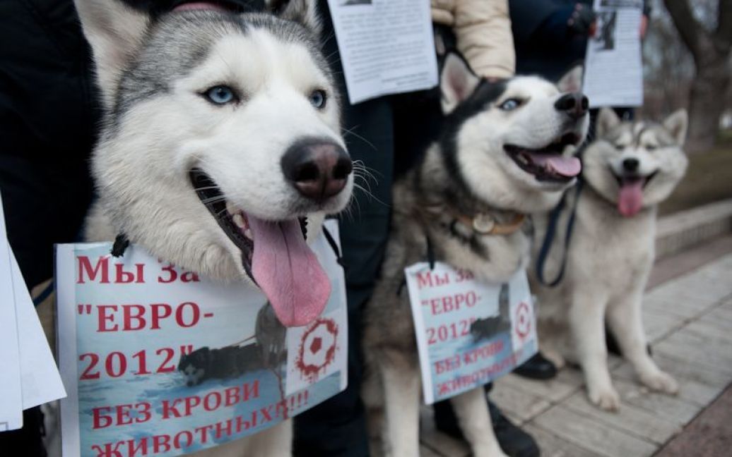 Марш проти вбивств безпритульних тварин в Україні напередодні Євро-2012. / © Євген Малолєтка/ТСН.ua