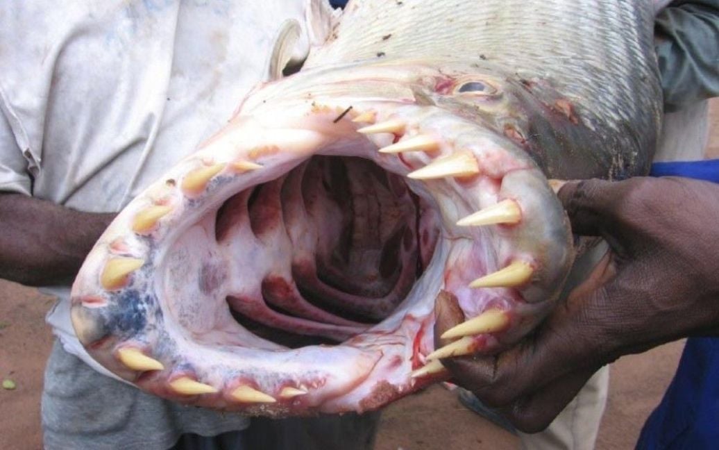 Кровожерливий африканський монстр показав свої зуби / © bigpicture.ru