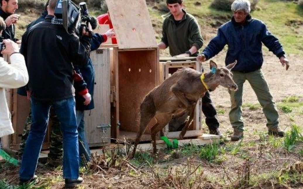 Франція, Летья. Сардинсько-корсиканського оленя звільняють під час операції з випуску тварин у природнє середовище. / © AFP