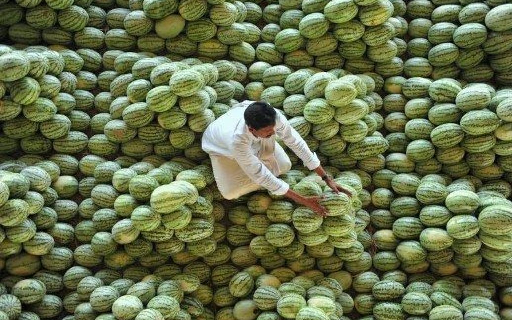 Індія, Хайдарабад. Індійський фермер складає кавуни перед початком торгів на гуртовому ринку овочів і фруктів Гаддіаннарам на околиці Хайдарабада. / © AFP