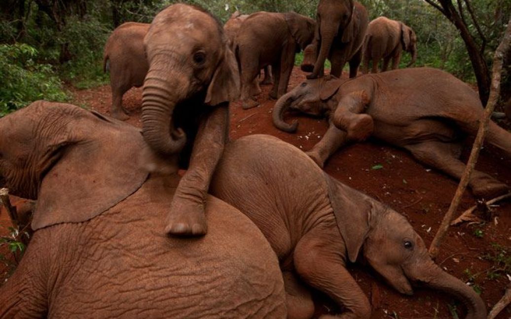 У Кенії відкрили ясла для слоненят / © National Geographic