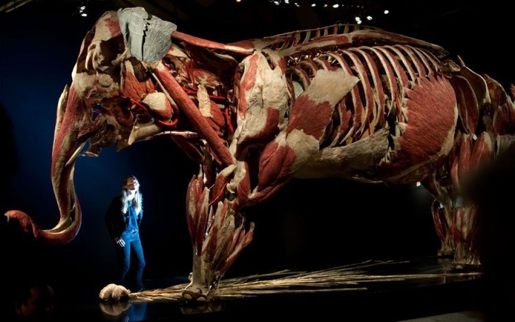 Виставка "Тварини навиворіт" у Лондоні / © bigpicture.ru