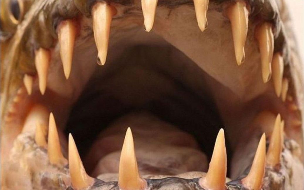 Кровожерливий африканський монстр показав свої зуби / © bigpicture.ru