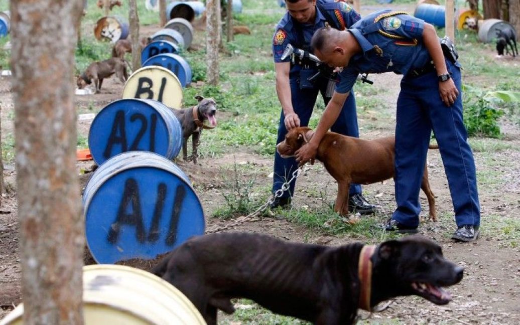 З собачого концтабору на Філіппінах врятували десятки пітбулів / © AFP