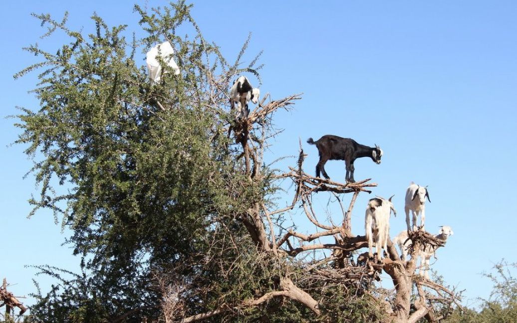 Кози в Марокко пасуться на деревах / © Фототелеграф