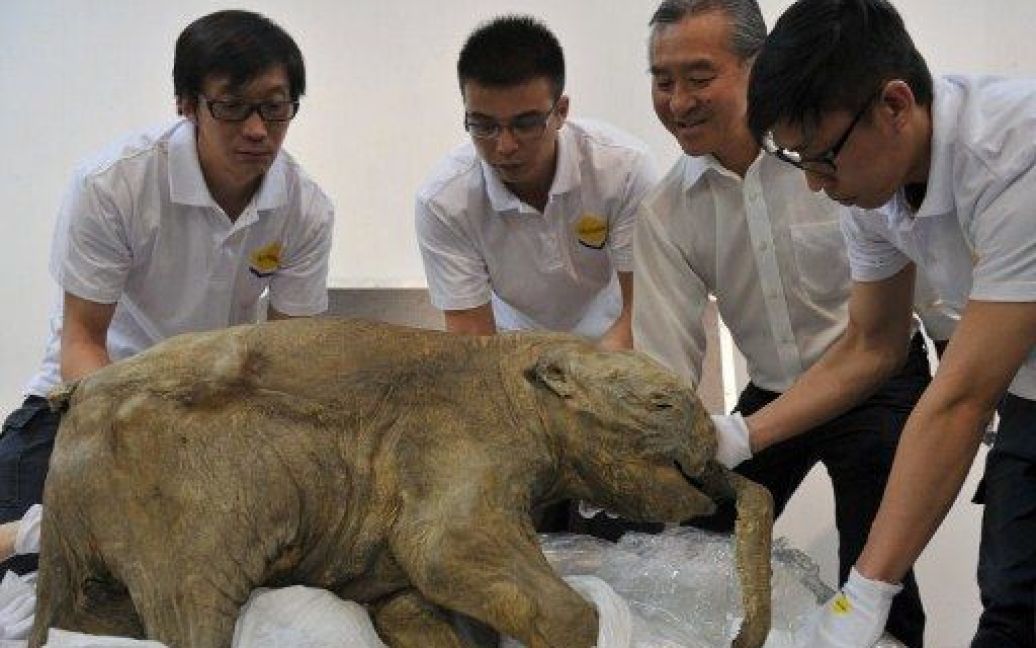 До Китаю привезли російського мамонта Любу віком 42 тисячі років / © AFP