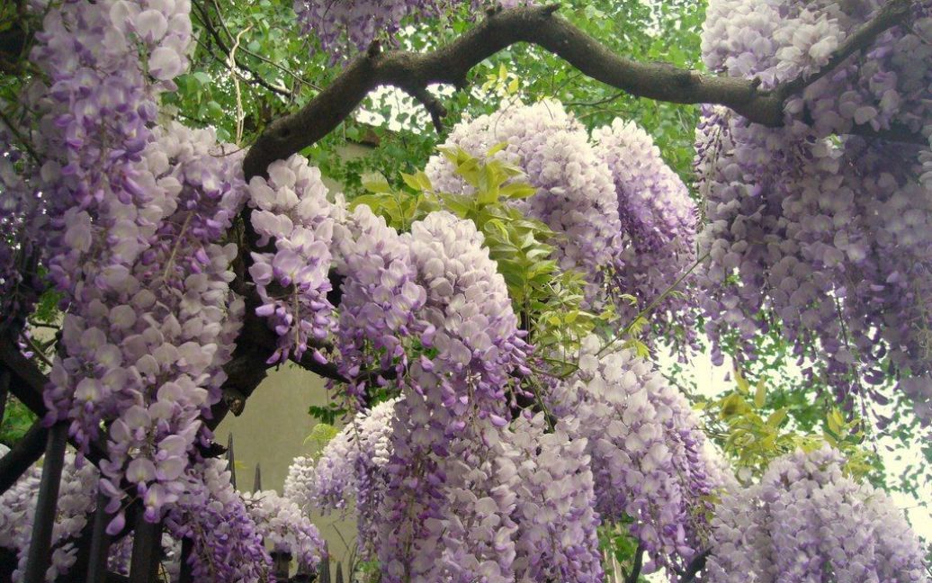 Парк квітів Асікага в Японії / © bigpicture.ru