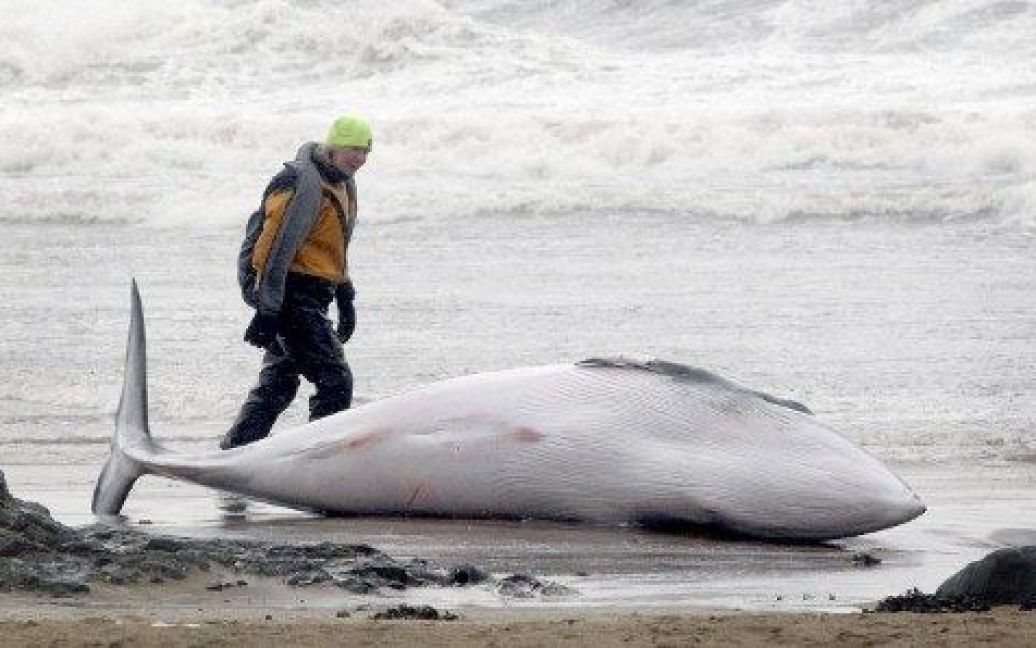 Великобританія, Норт-Бервік. Рятувальник оглядає кита Мінке, який викинувся на беріг на пляжі East Beach. Кита присипили, оскільки він не міг повернутися в море. / © AFP
